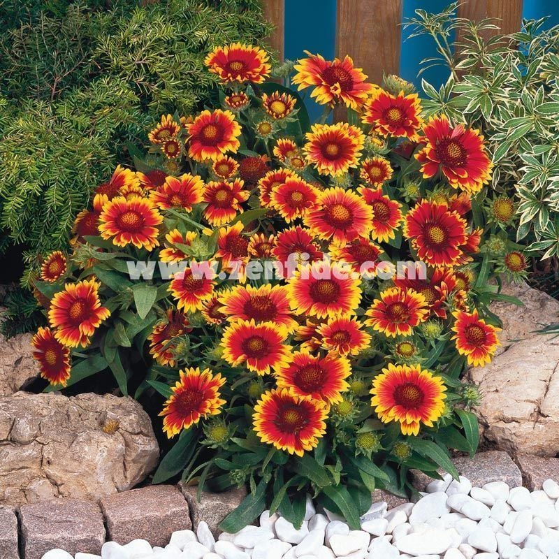 3 adet gaillardia gayret çiçeği fidesi arizona sun