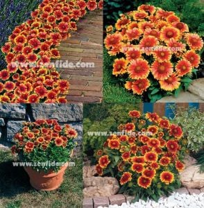 3 adet gaillardia gayret çiçeği fidesi arizona sun