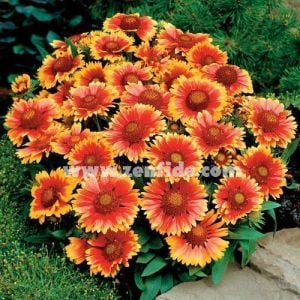 3 adet gaillardia gayret çiçeği fidesi arizona sun