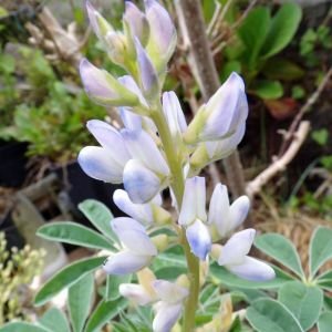 Acı Bakla Termiye tohumu Lupinus albus L. yahudi baklası