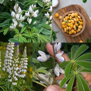 Acı Bakla Termiye tohumu Lupinus albus L. yahudi baklası
