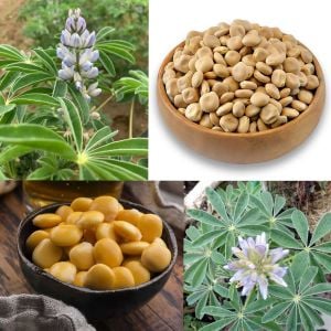 Acı Bakla Termiye tohumu Lupinus albus L. yahudi baklası