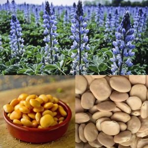 Acı Bakla Termiye tohumu Lupinus albus L. yahudi baklası