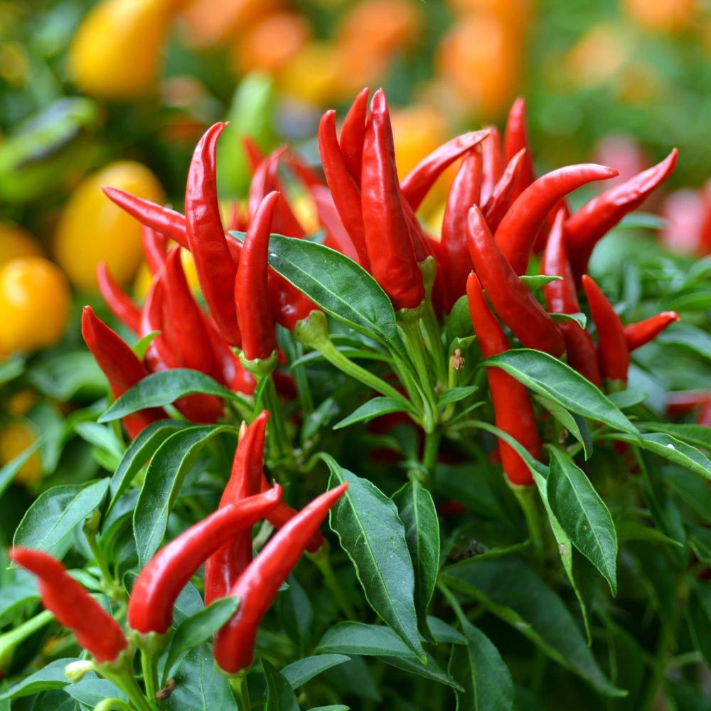 Piri Piri Chili biberi tohumu capsicum baccatum