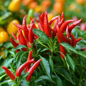 Piri Piri Chili biberi tohumu capsicum baccatum