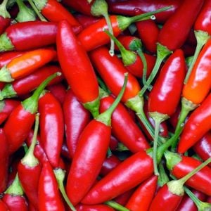 Piri Piri Chili biberi tohumu capsicum baccatum