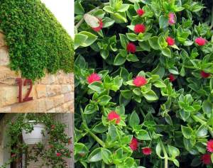 Buz çiçeği fidesi aptenia cordifolia baby sun rose 3 adet fide