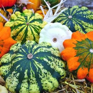 Yassı kabak tohumu çalı tipi patisson panachee strie mix