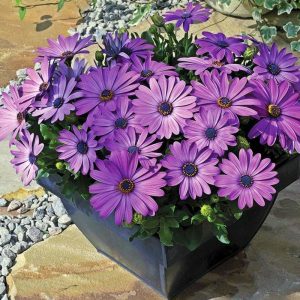 Mavi bodrum papatyası fidesi ithal osteospermum erato compact blue 1 fide