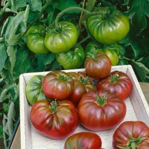 Mor kalabash domates tohumu doğal purple calabash tomato seeds