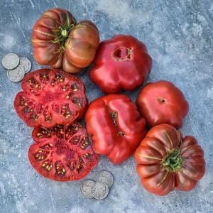 Mor kalabash domates tohumu doğal purple calabash tomato seeds