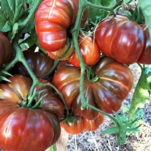 Mor kalabash domates tohumu doğal purple calabash tomato seeds