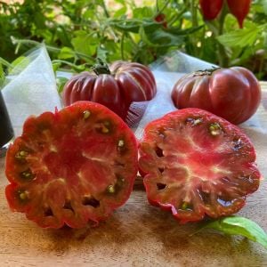 Mor kalabash domates tohumu doğal purple calabash tomato seeds