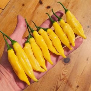 Limon damlası acı biber tohumu lemon drop pepper