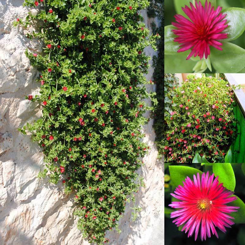 Buz çiçeği fidesi aptenia cordifolia baby sun rose 45 jumbo fide