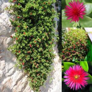 Buz çiçeği fidesi aptenia cordifolia baby sun rose 45 jumbo fide