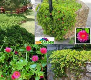 Buz çiçeği fidesi aptenia cordifolia baby sun rose 45 jumbo fide