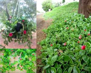 Buz çiçeği fidesi aptenia cordifolia baby sun rose 45 jumbo fide