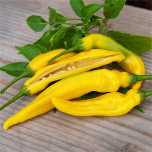 Limon damlası acı biber tohumu lemon drop pepper