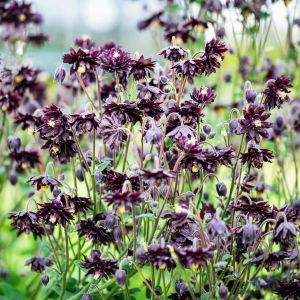 Siyah Barlow haseki küpesi tohumu aquilegia vulgaris