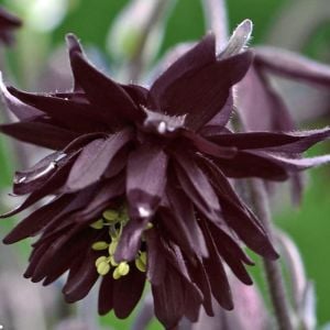 Siyah Barlow haseki küpesi tohumu aquilegia vulgaris