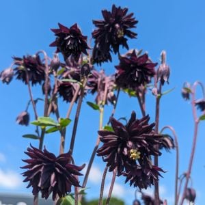 Siyah Barlow haseki küpesi tohumu aquilegia vulgaris