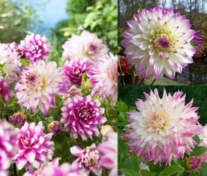 Ferncliff illusion dahlia yıldız çiçeği soğanı XXL dinnerplate ithal dalya