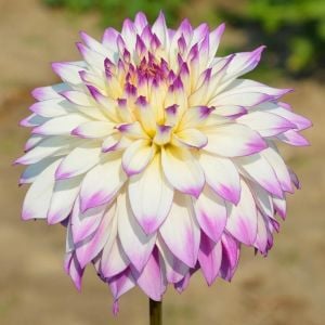 Ferncliff illusion dahlia yıldız çiçeği soğanı XXL dinnerplate ithal dalya