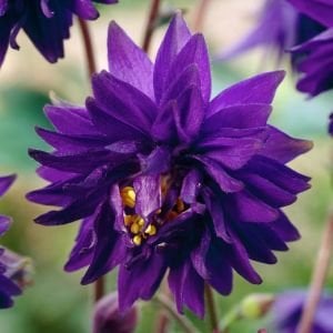 Mor Barlow haseki küpesi tohumu aquilegia vulgaris