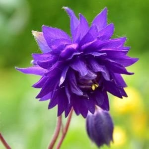 Mor Barlow haseki küpesi tohumu aquilegia vulgaris