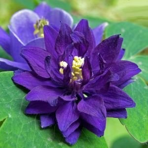 Mor Barlow haseki küpesi tohumu aquilegia vulgaris