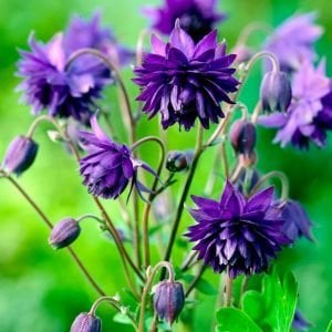 Mor Barlow haseki küpesi tohumu aquilegia vulgaris