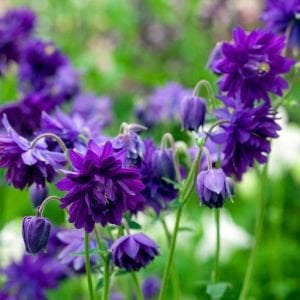 Mor Barlow haseki küpesi tohumu aquilegia vulgaris