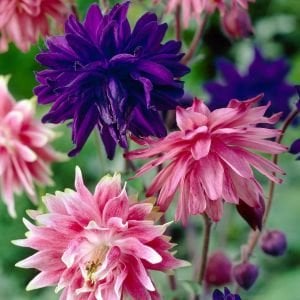 Mor Barlow haseki küpesi tohumu aquilegia vulgaris