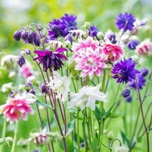 Mor Barlow haseki küpesi tohumu aquilegia vulgaris