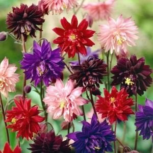 Mor Barlow haseki küpesi tohumu aquilegia vulgaris