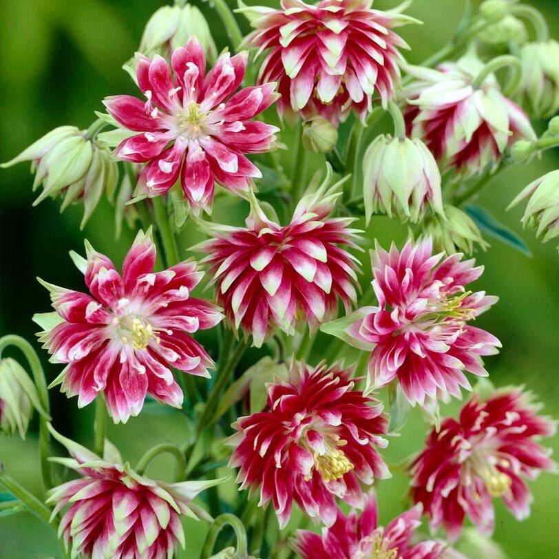 Nora barlow haseki küpesi tohumu aquilegia katlı klematis çiçekli