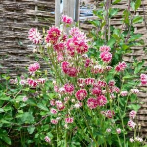 Nora barlow haseki küpesi tohumu aquilegia katlı klematis çiçekli