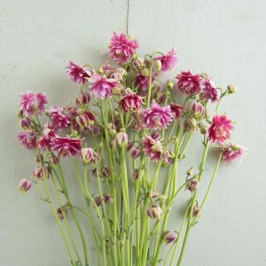 Nora barlow haseki küpesi tohumu aquilegia katlı klematis çiçekli