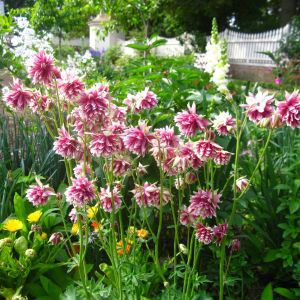 Nora barlow haseki küpesi tohumu aquilegia katlı klematis çiçekli