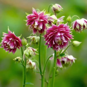 Nora barlow haseki küpesi tohumu aquilegia katlı klematis çiçekli
