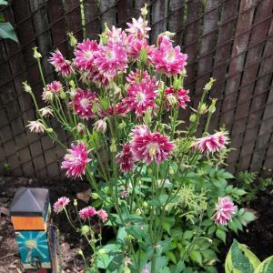 Nora barlow haseki küpesi tohumu aquilegia katlı klematis çiçekli