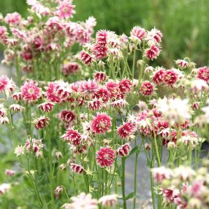 Nora barlow haseki küpesi tohumu aquilegia katlı klematis çiçekli