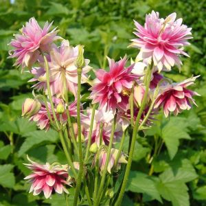Nora barlow haseki küpesi tohumu aquilegia katlı klematis çiçekli