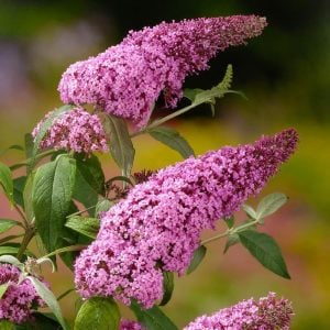 Pembe kelebek çalısı buddleja davidii summer bird rose