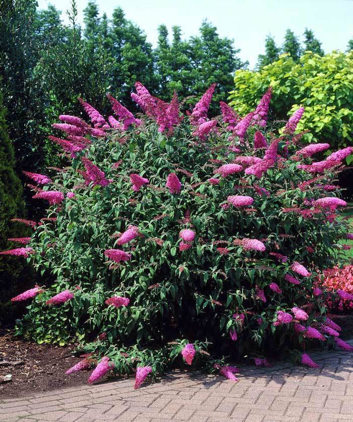 Pembe kelebek çalısı buddleja davidii summer bird rose - 109,45 TL