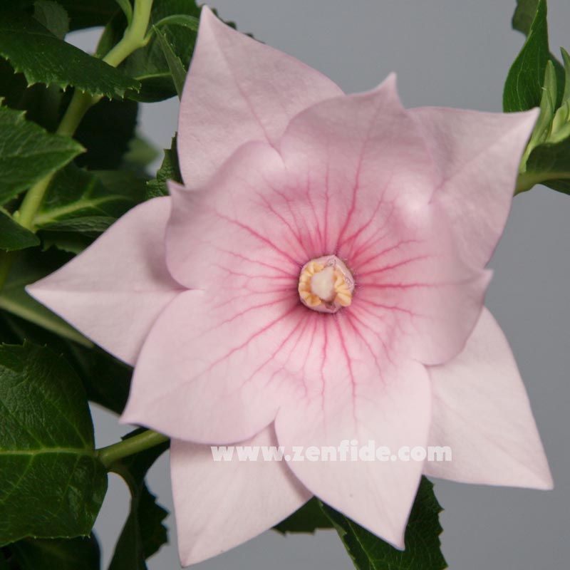 Pembe platycodon fidesi katmerli astra serisi