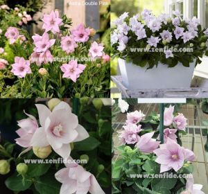 Pembe platycodon fidesi katmerli astra serisi