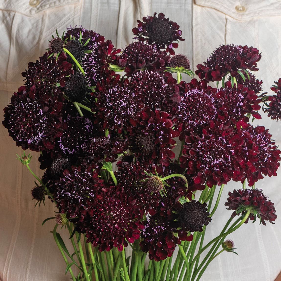 Kara Şovalye uyuzotu çiçeği tohumu scabiosa atropurpurea