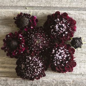 Kara Şovalye uyuzotu çiçeği tohumu scabiosa atropurpurea